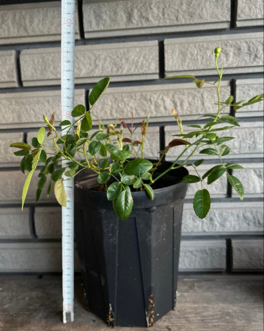 アンティークカラー　バラ(ᵔᴥᵔ)かわいいお庭♡シャビーなガーデン　スプレーバラ