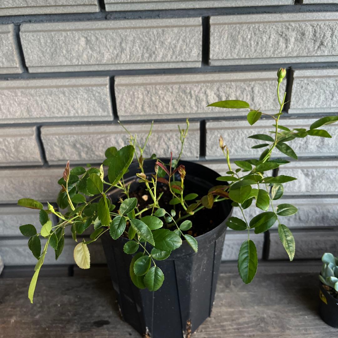 アンティークカラー　バラ(ᵔᴥᵔ)かわいいお庭♡シャビーなガーデン　スプレーバラ