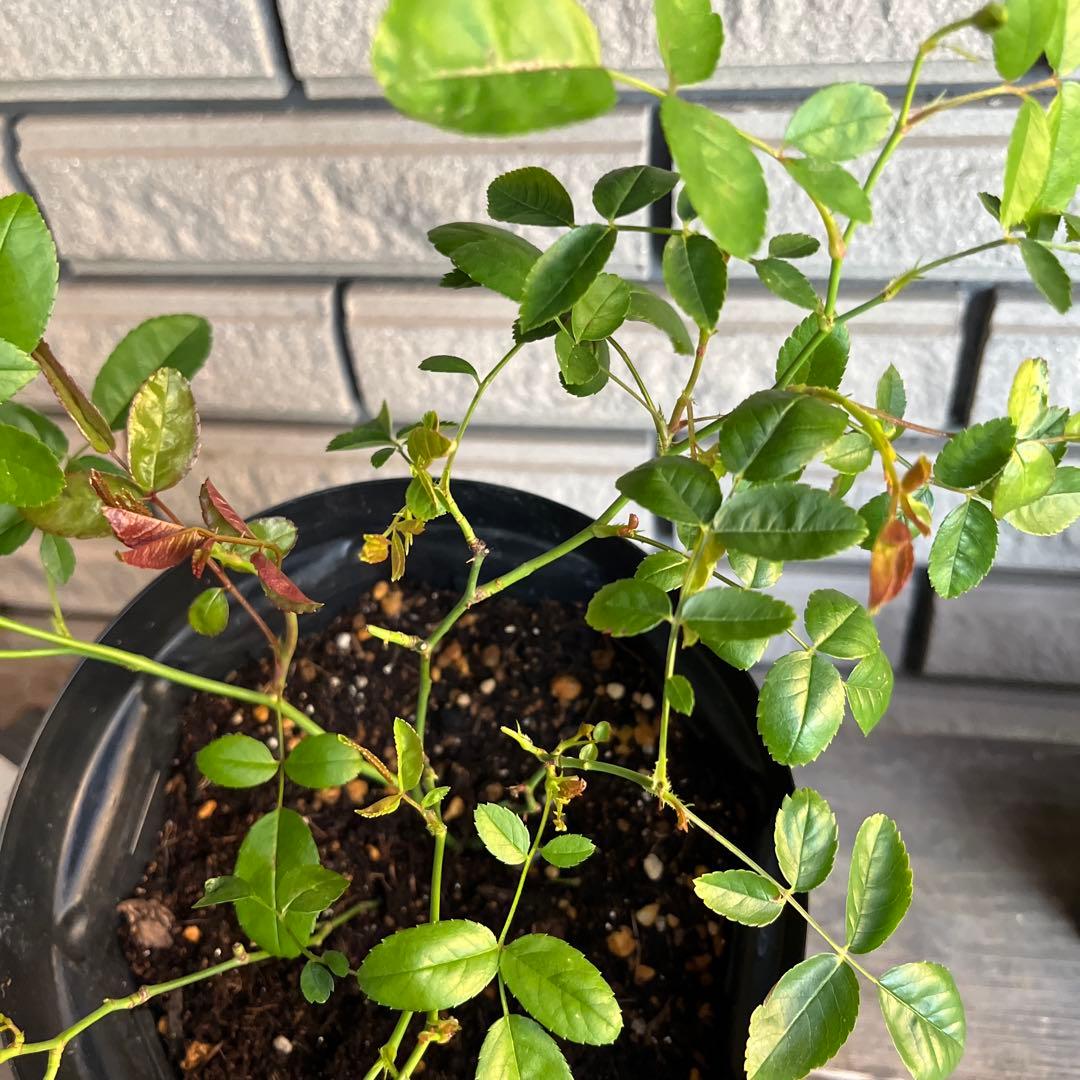 アンティークカラー　バラ(ᵔᴥᵔ)かわいいお庭♡シャビーなガーデン　スプレーバラ