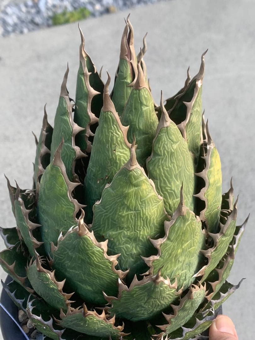 アガベ ホリダ　大株　国産実生　特選　ロックガーデン　チタノタ　オアハカ　USA