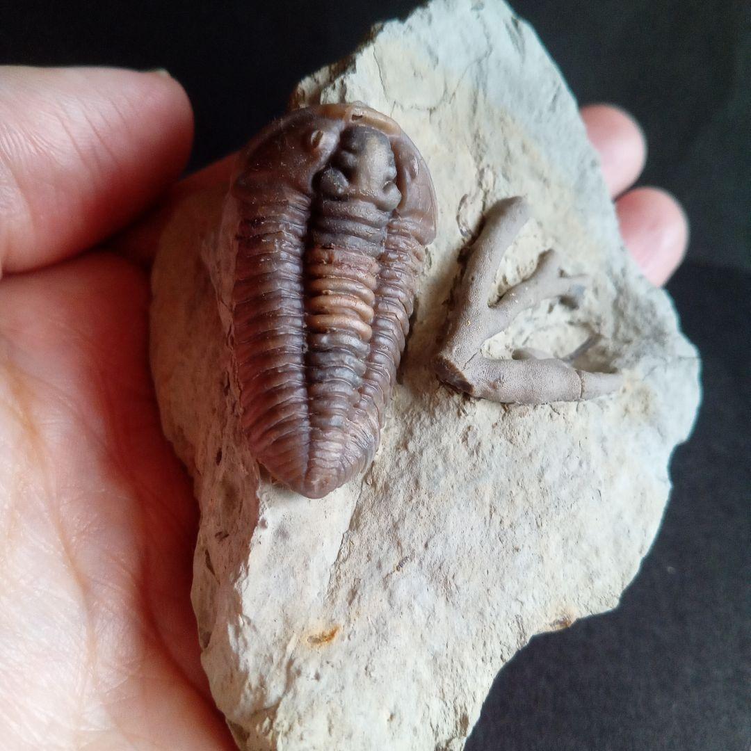 化石　骨格　標本　三葉虫　カリメネ　極美麗　ナチュラル
