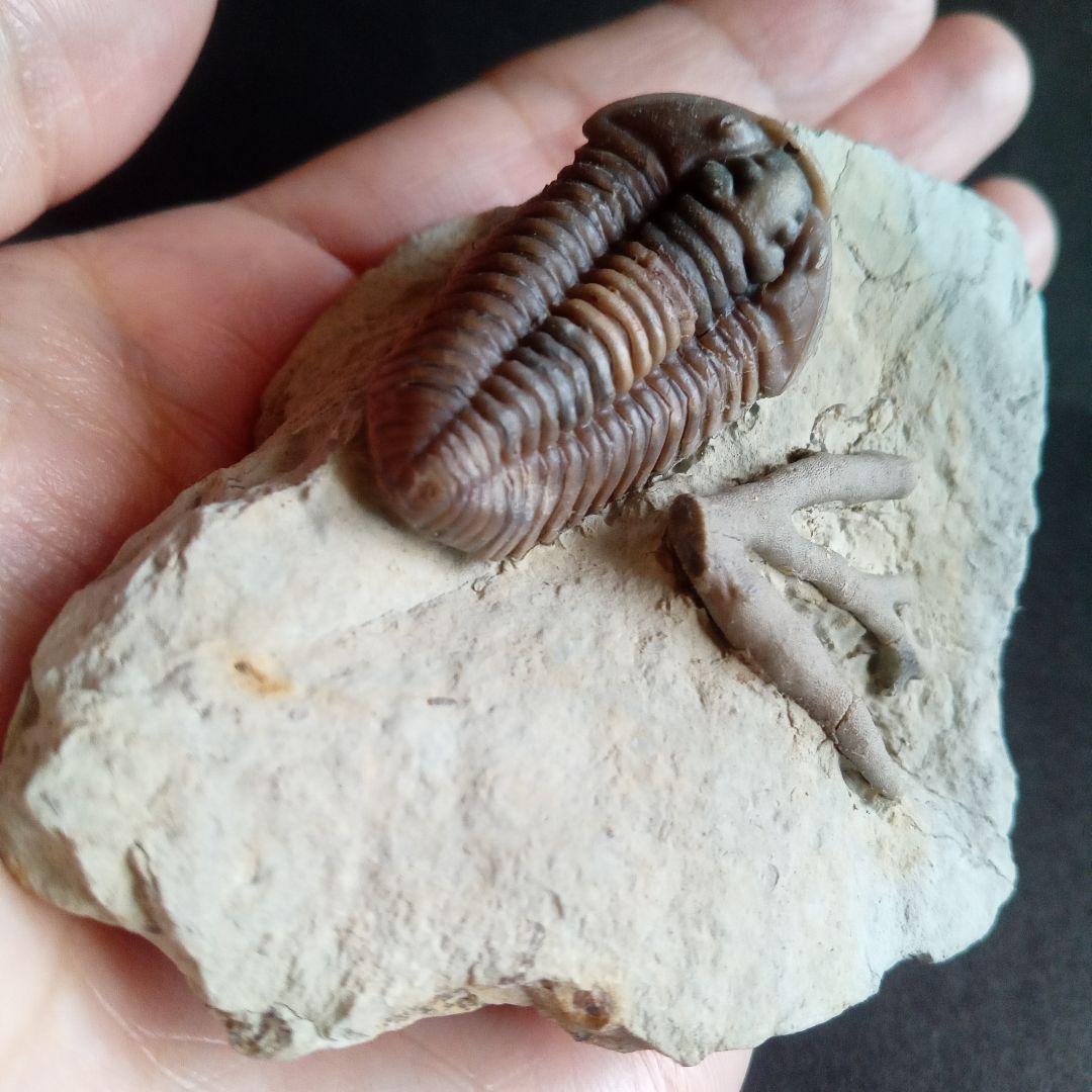 化石　骨格　標本　三葉虫　カリメネ　極美麗　ナチュラル