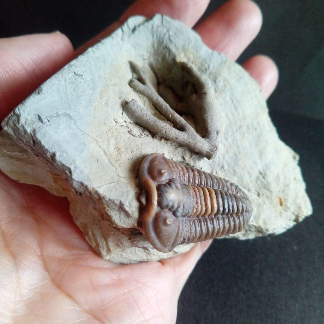 化石　骨格　標本　三葉虫　カリメネ　極美麗　ナチュラル