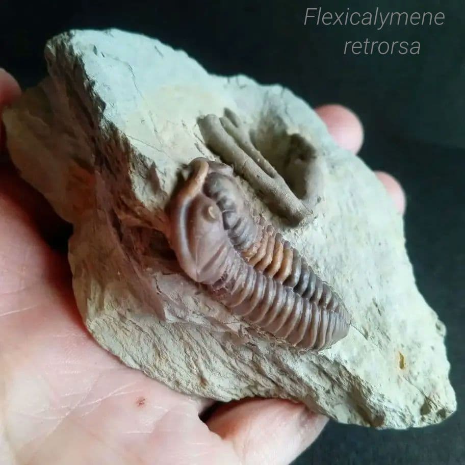 化石　骨格　標本　三葉虫　カリメネ　極美麗　ナチュラル