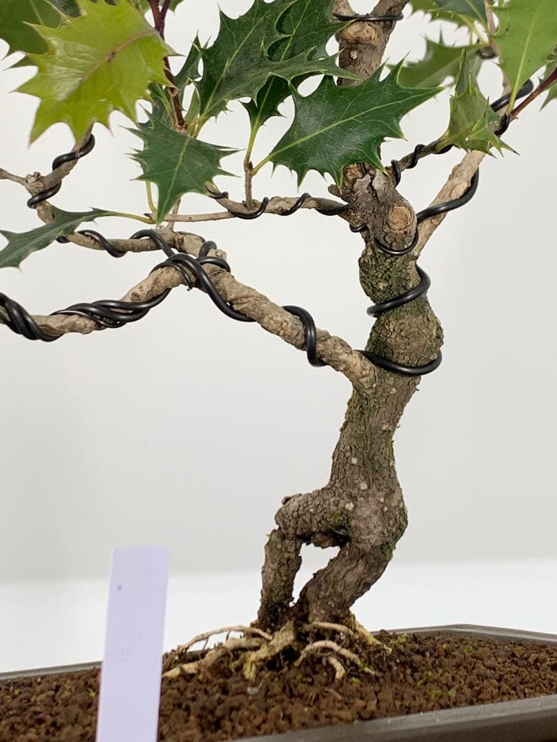 希少樹種 風情ある古木の根上がり柊（ヒイラギ）（検索/真柏赤松捻転