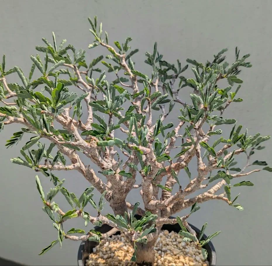 火*＠様 1/31までセール！センナ メリディオナリス　美株