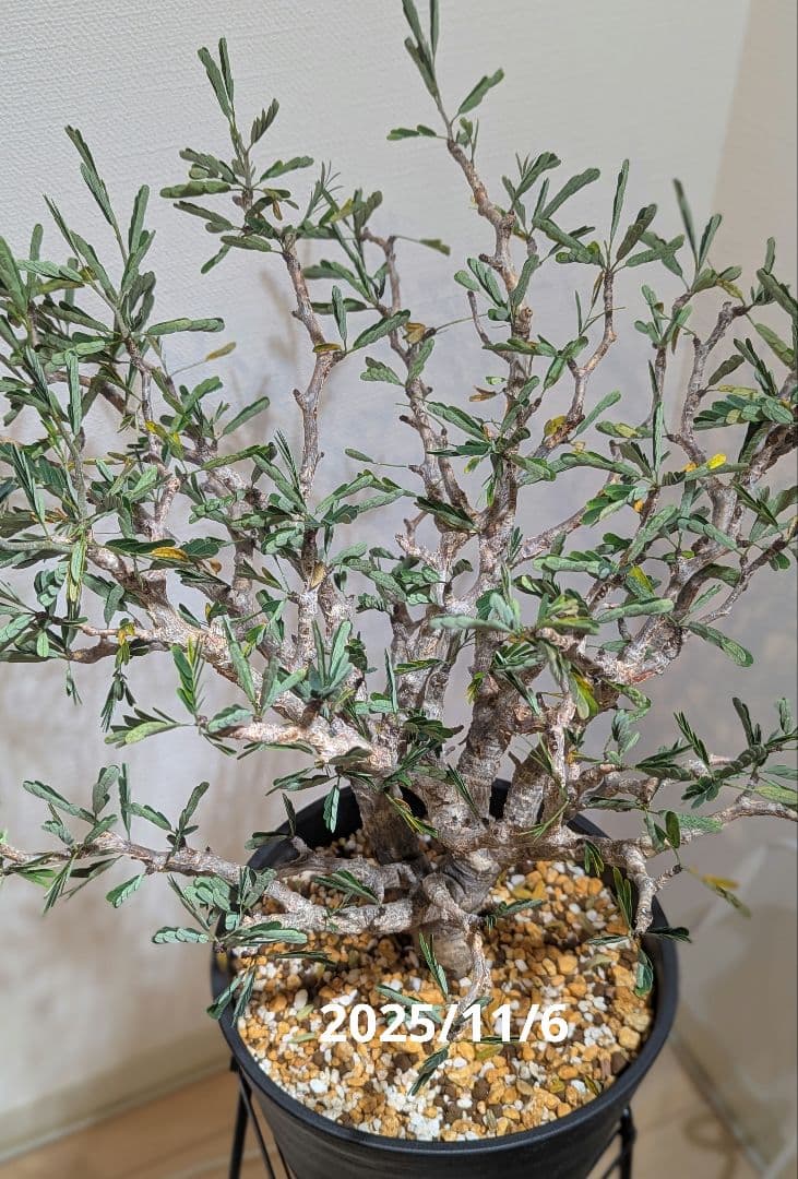 火*＠様 1/31までセール！センナ メリディオナリス　美株