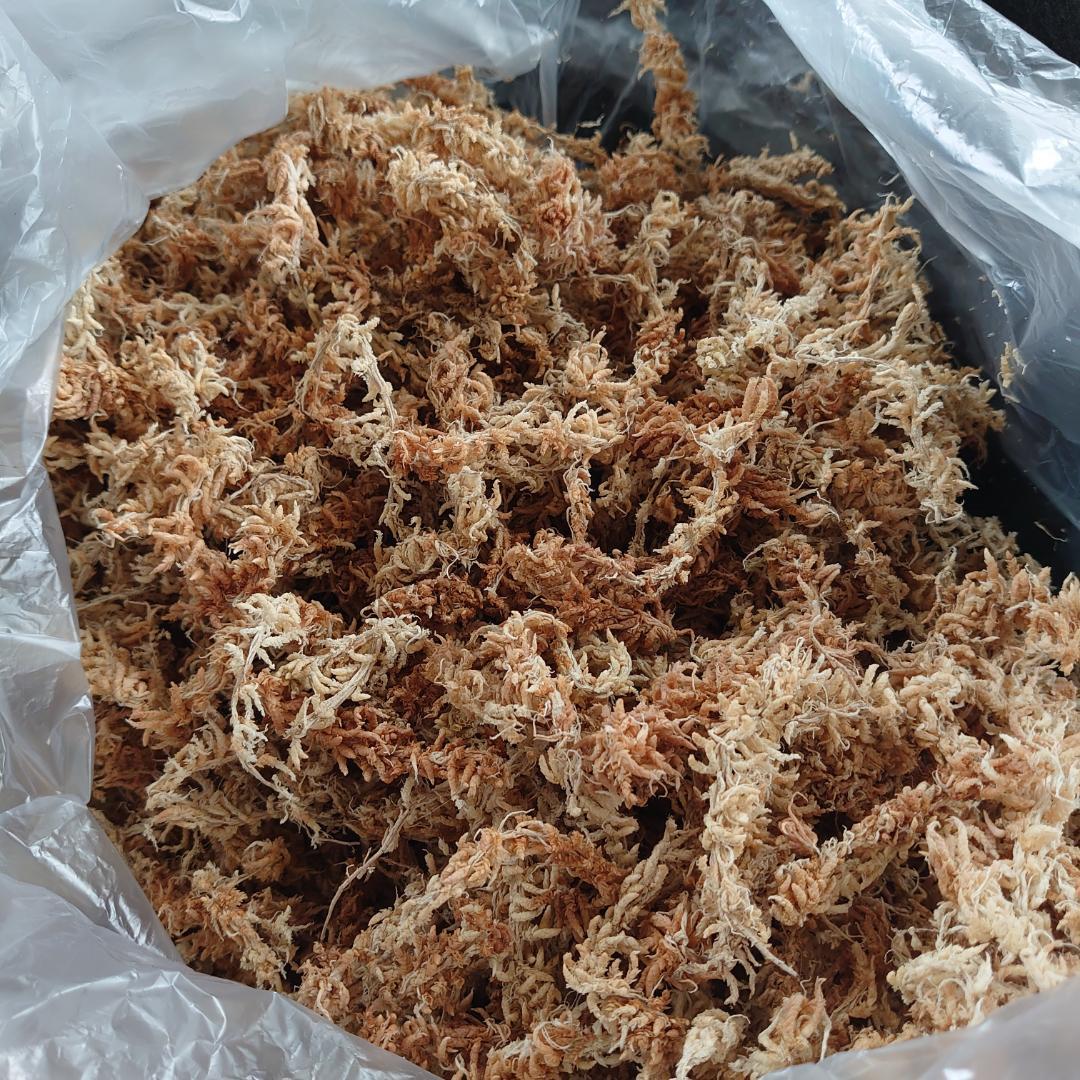 すぐに使えます！ 水苔入りモスポール 32cm/5φ 2本セット（黒タイプ