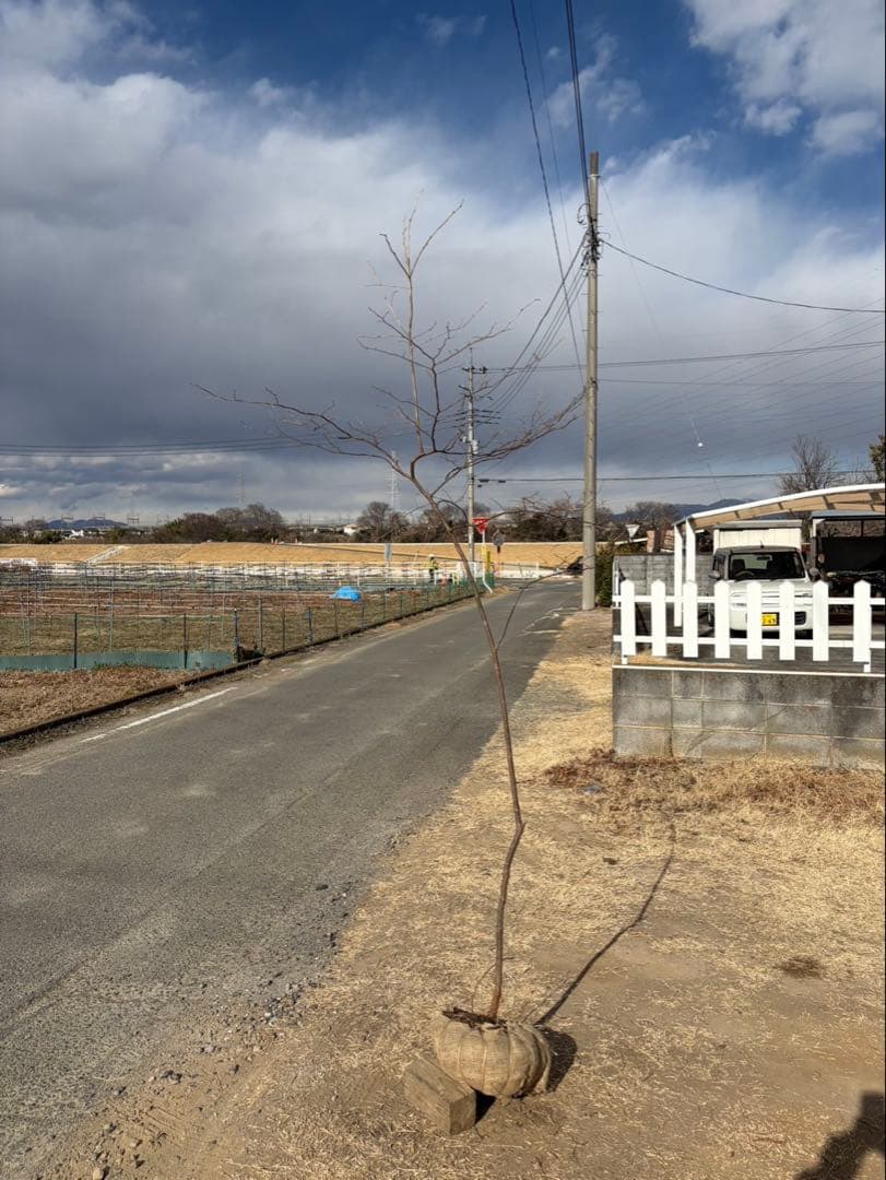 山採り ナツハゼ 自然樹形