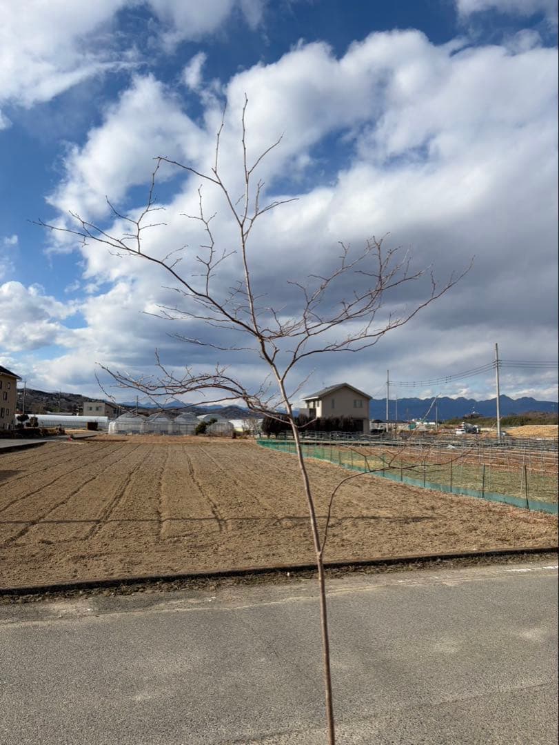 山採り ナツハゼ 自然樹形