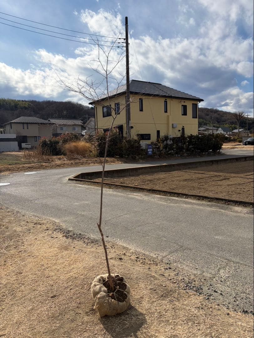 山採り ナツハゼ 自然樹形