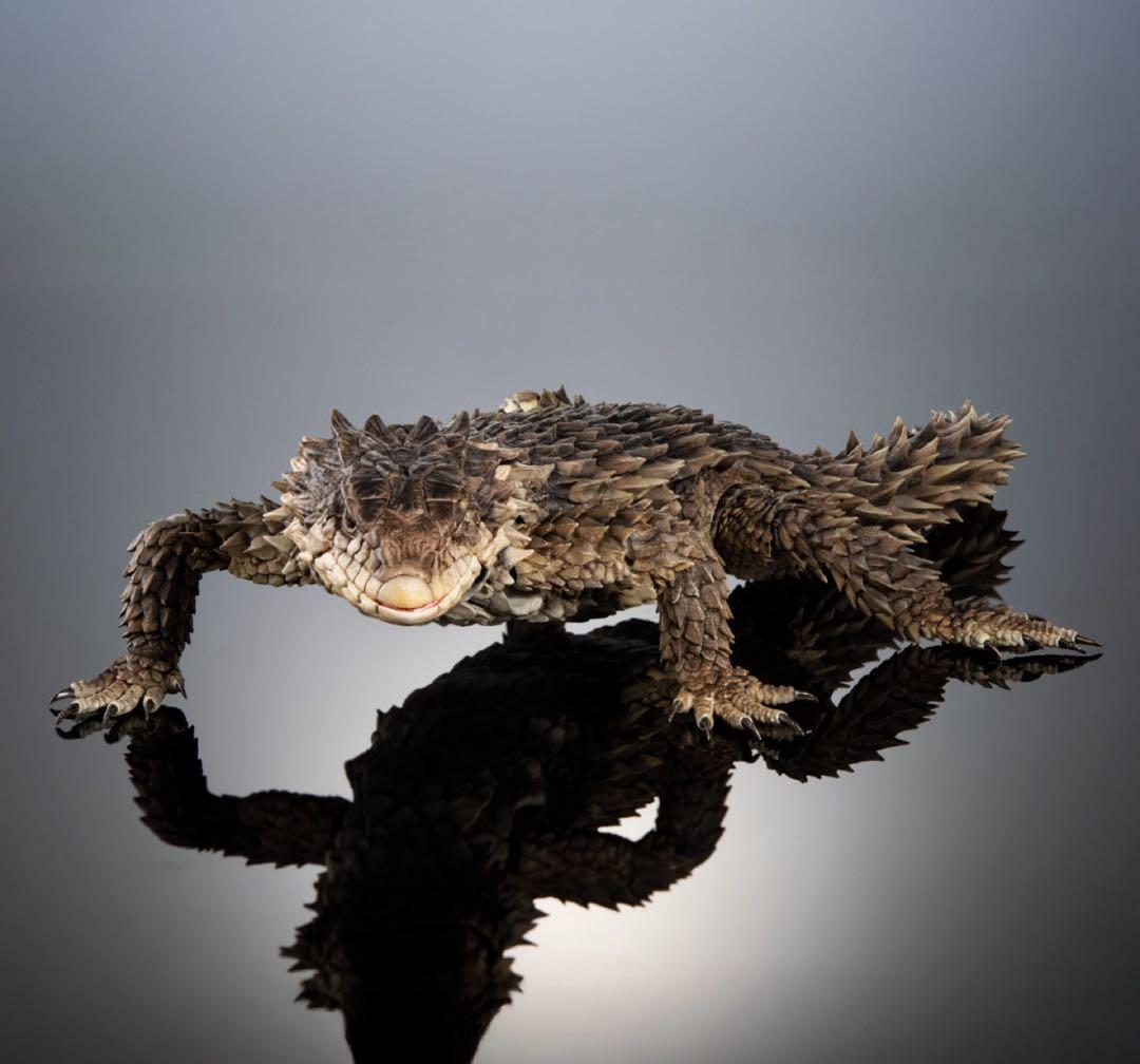 いきもの大図鑑アルティメット オオヨロイトカゲ 新品未開封 ⓵