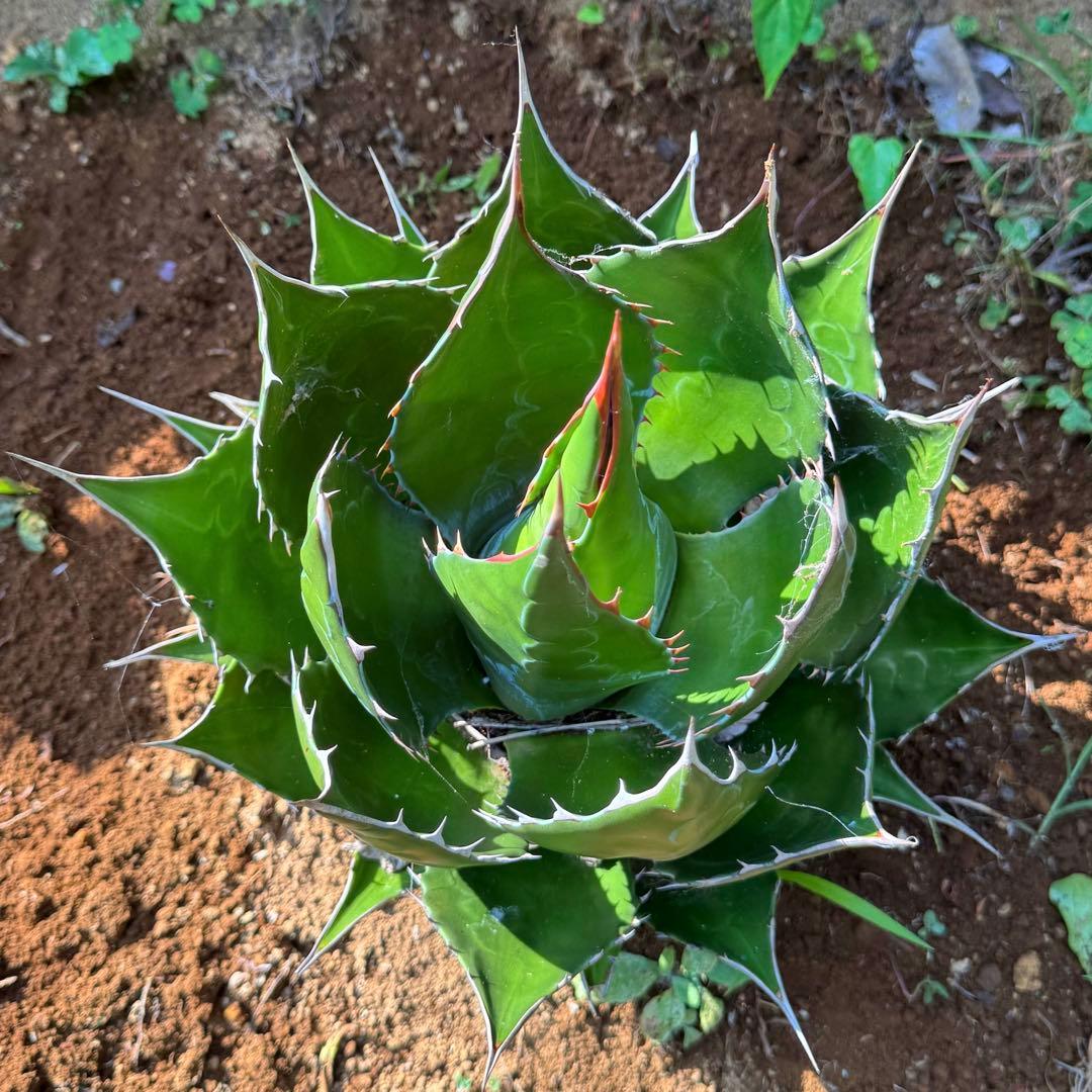 アガベ『モンタナ』コレクション選抜株・パーフェクトな姿のモンタナ