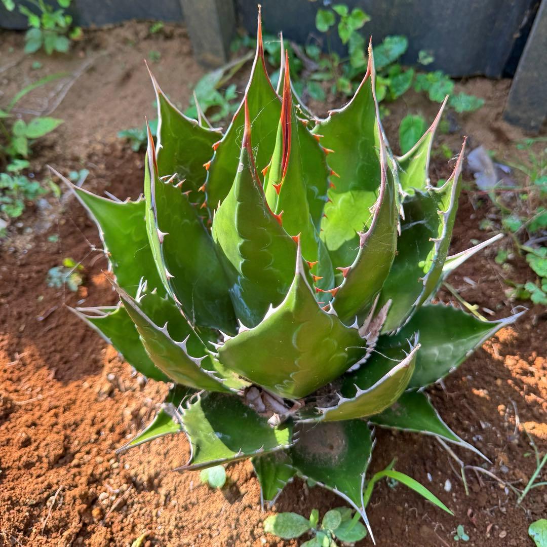 アガベ『モンタナ』コレクション選抜株・パーフェクトな姿のモンタナ