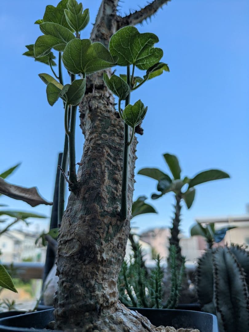 アデニア アクレアータ 発根済み 高さ約46cm