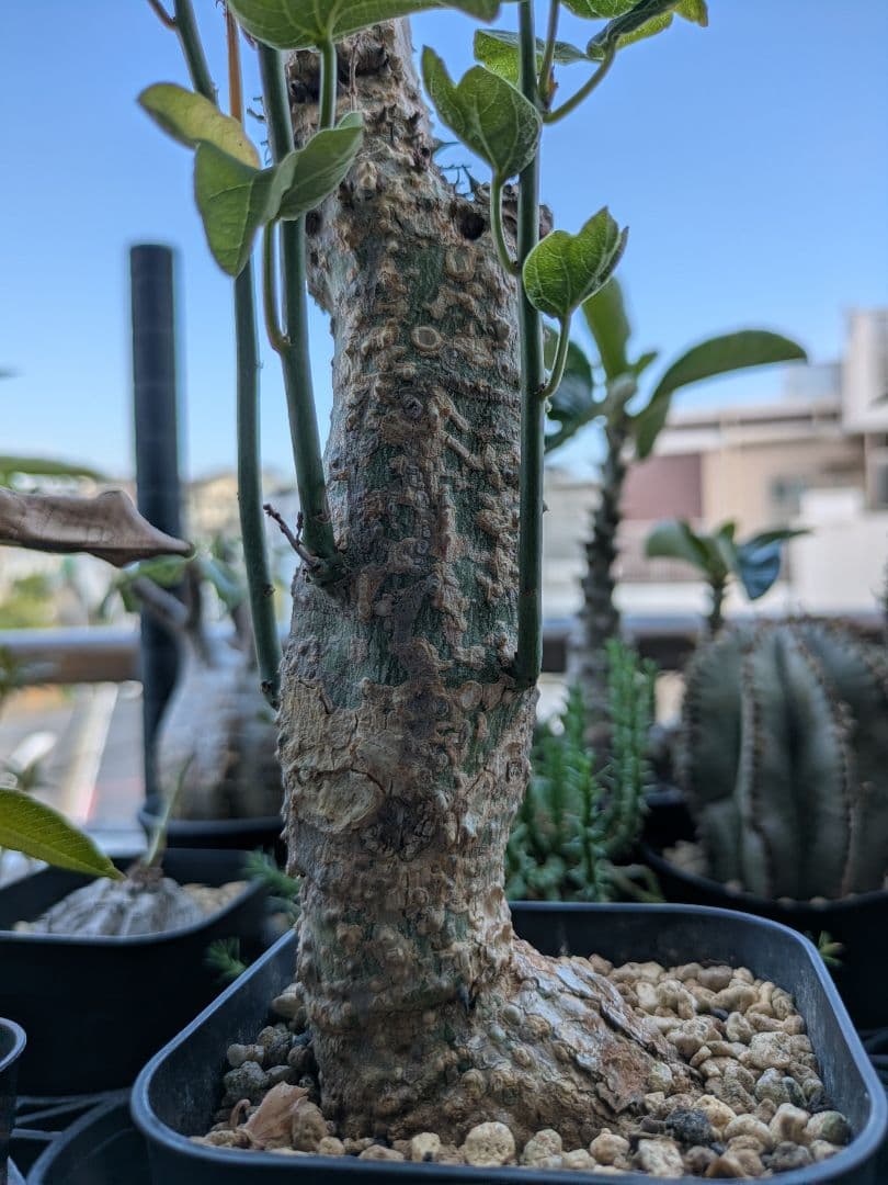 アデニア アクレアータ 発根済み 高さ約46cm