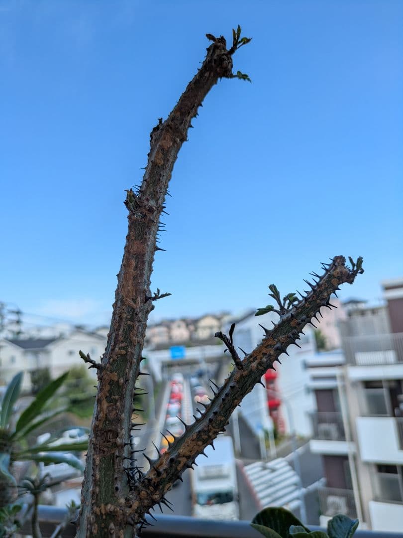 アデニア アクレアータ 発根済み 高さ約46cm