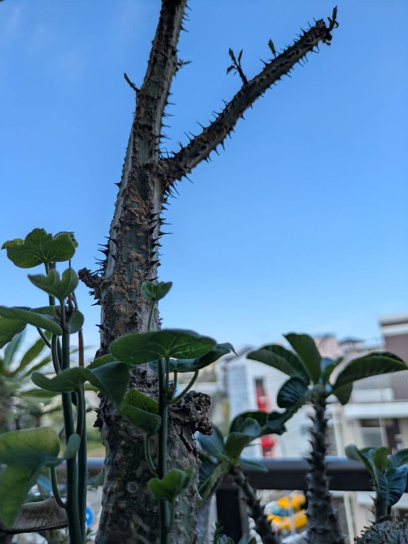 アデニア アクレアータ 発根済み 高さ約46cm