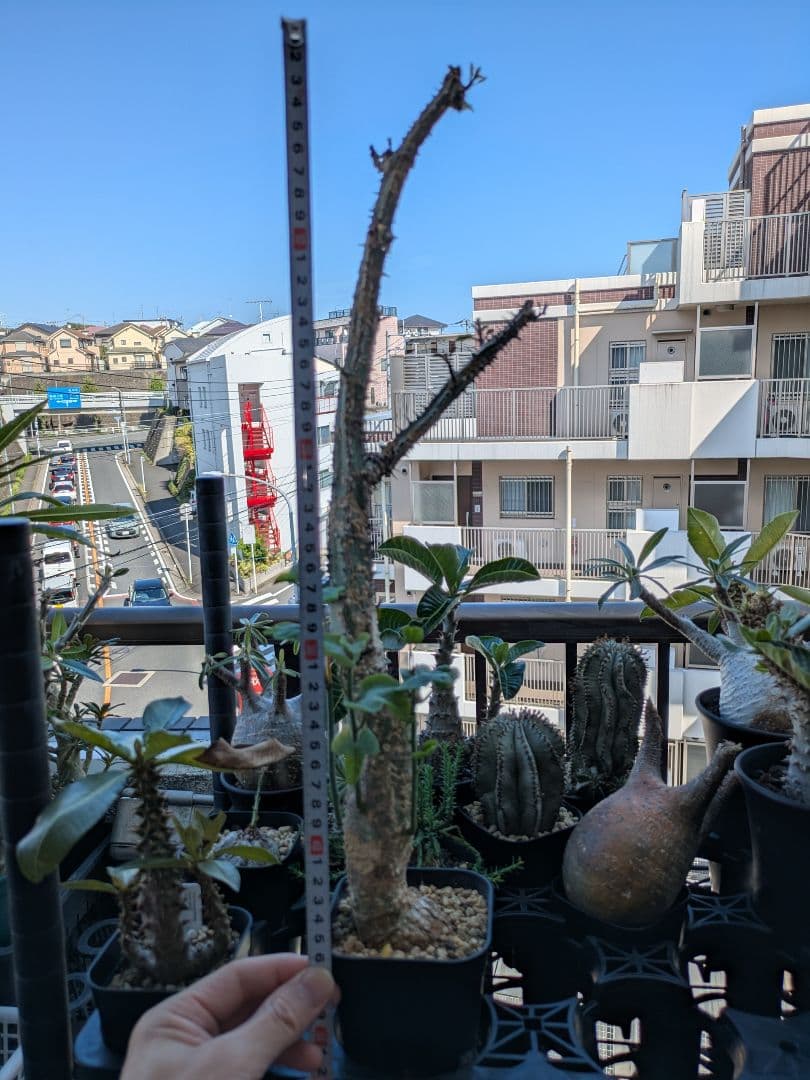 アデニア アクレアータ 発根済み 高さ約46cm