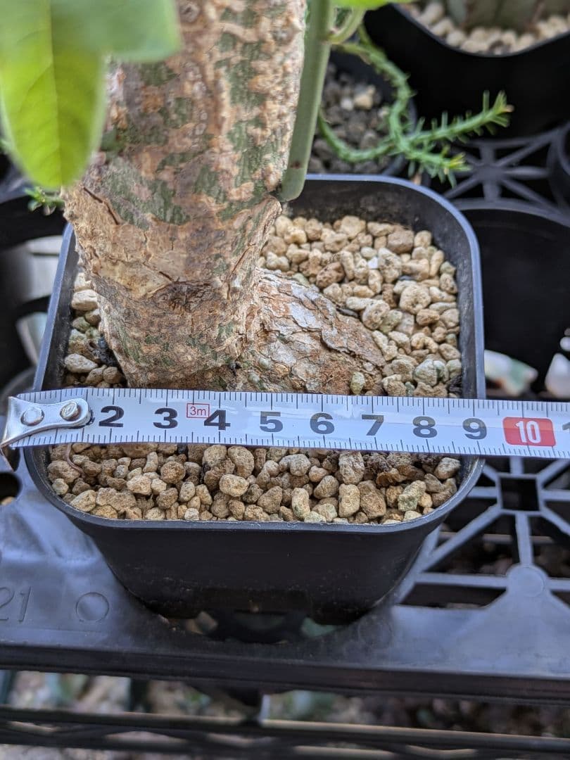 アデニア アクレアータ 発根済み 高さ約46cm