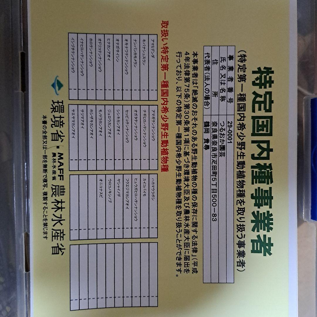 t*o様 山野草 アマギテンナンショウ 中1球 開花するかも - メルカリ