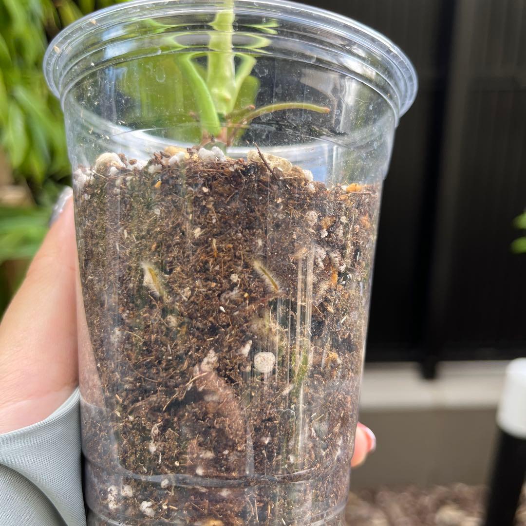 130 Ivan Spirit フィロデンドロン philodendoron - メルカリ