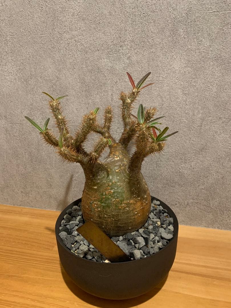 モコモコ　パキポディウム　グラキリス　valiem鉢付き