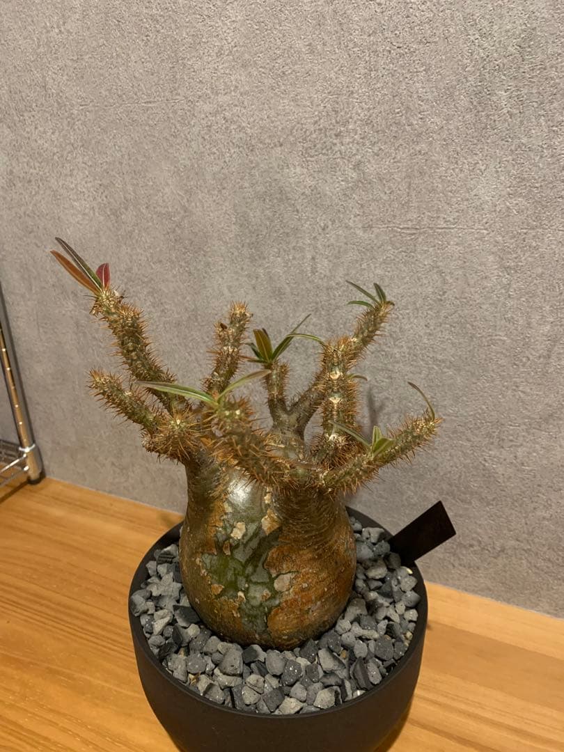 モコモコ　パキポディウム　グラキリス　valiem鉢付き