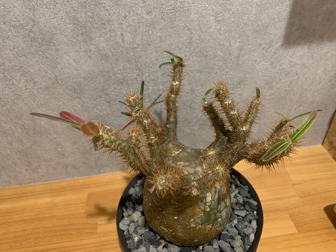 モコモコ　パキポディウム　グラキリス　valiem鉢付き