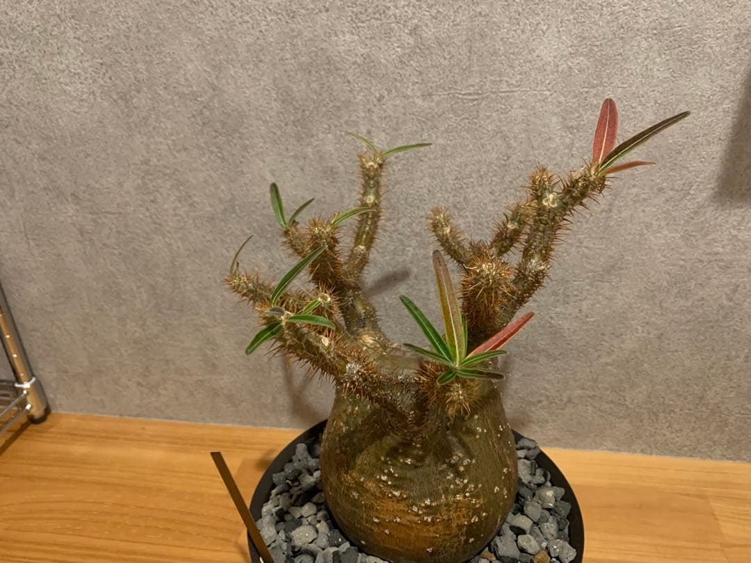 モコモコ　パキポディウム　グラキリス　valiem鉢付き