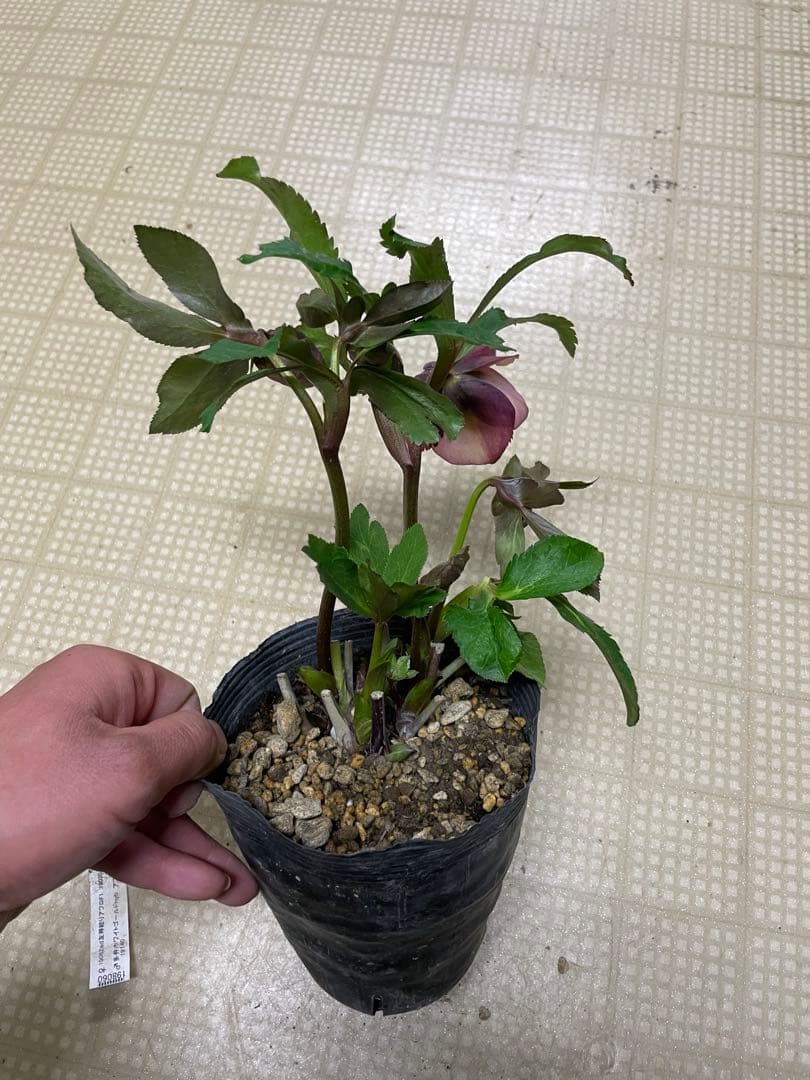 26-108 友禅絞りアフロ交配 加藤農園クリスマスローズ - メルカリ