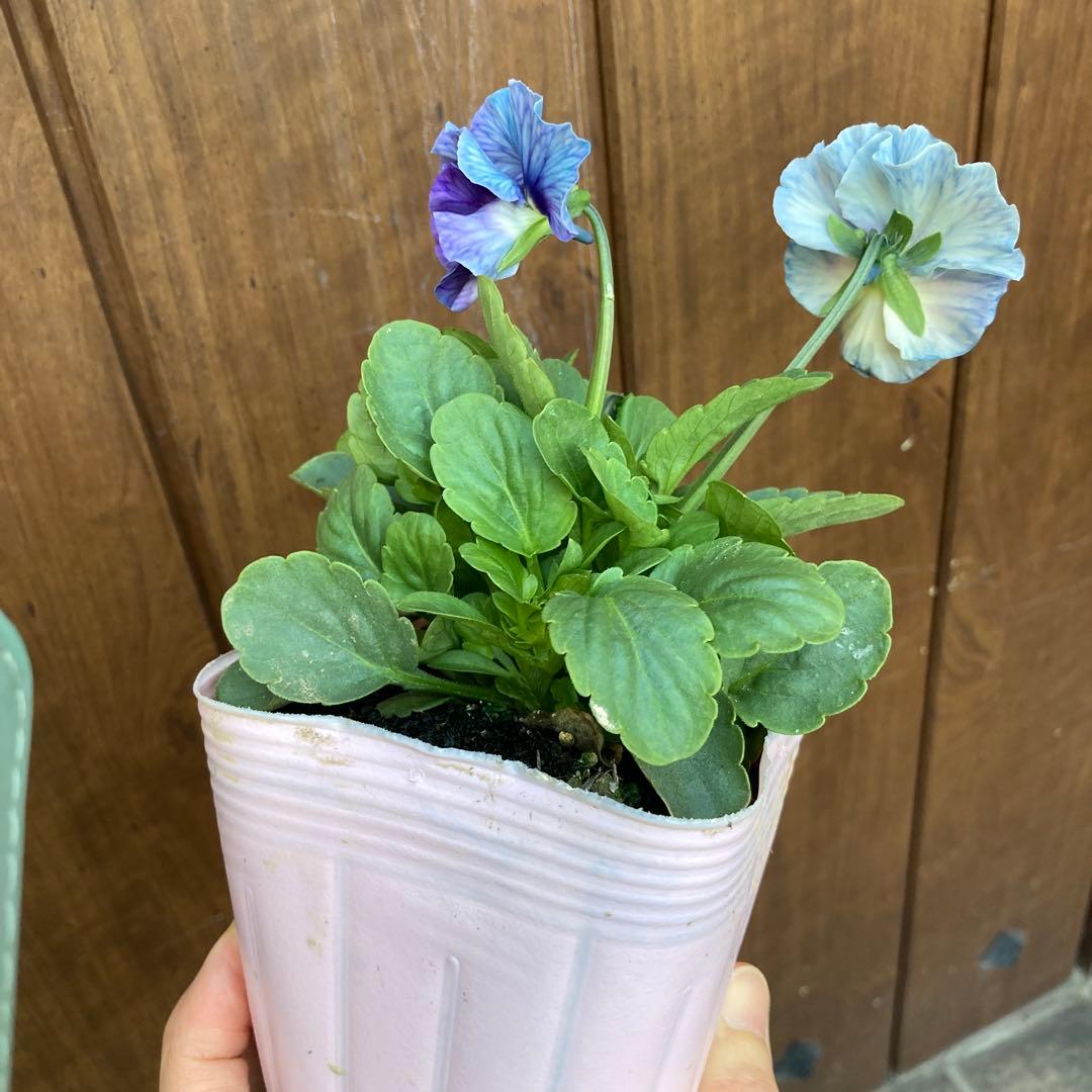 パンジー シエルブリエ 3.5寸ポット苗 メルカリ便 ① - メルカリ