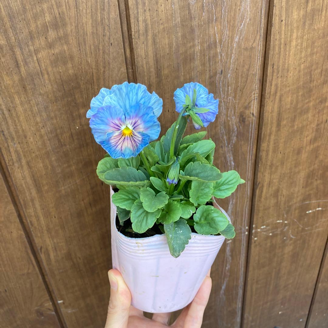 パンジー シエルブリエ 3.5寸ポット苗 メルカリ便 ① - メルカリ