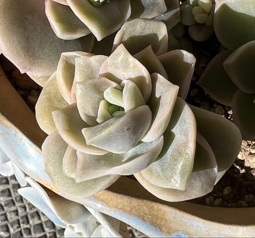 多肉植物 ラブリーローズ錦➀ 抜き苗 - メルカリ