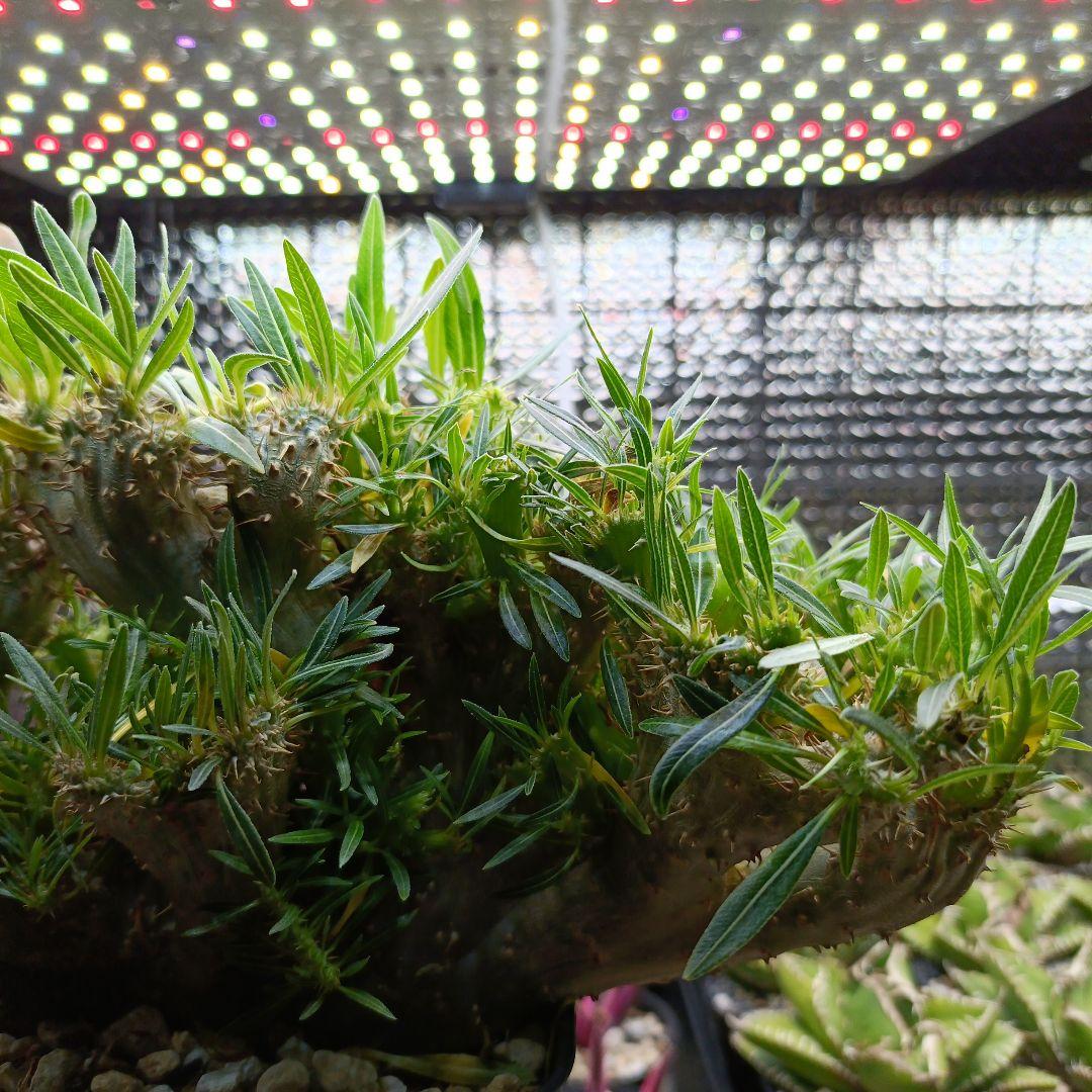 綴化　パキポディウム　グラキリス　特大　良型