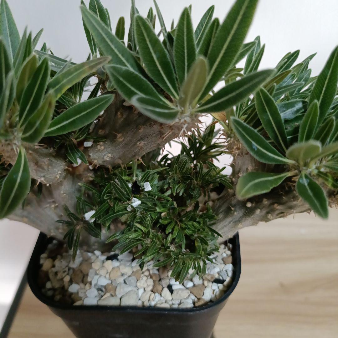 綴化　パキポディウム　グラキリス　特大　良型