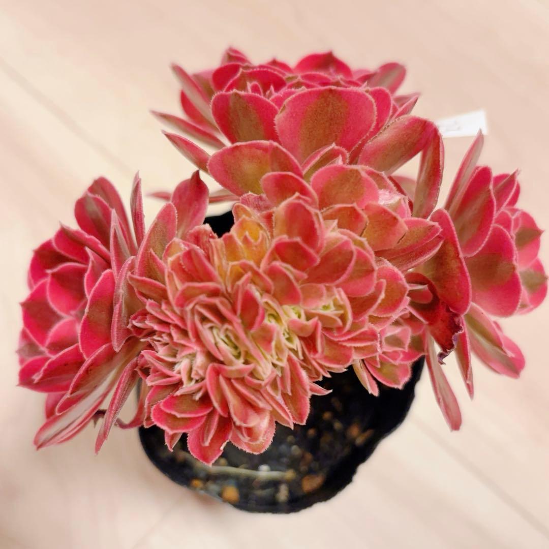 23 #多肉植物アエオニウム錦❤️ピンクウィッチセッカ❤️15cm 拔き苗
