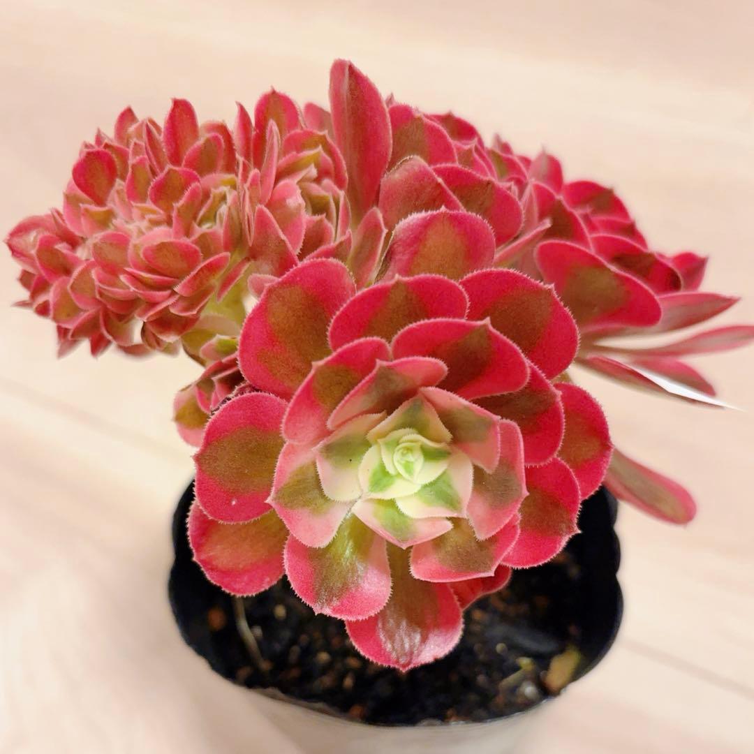 23 #多肉植物アエオニウム錦❤️ピンクウィッチセッカ❤️15cm 拔き苗