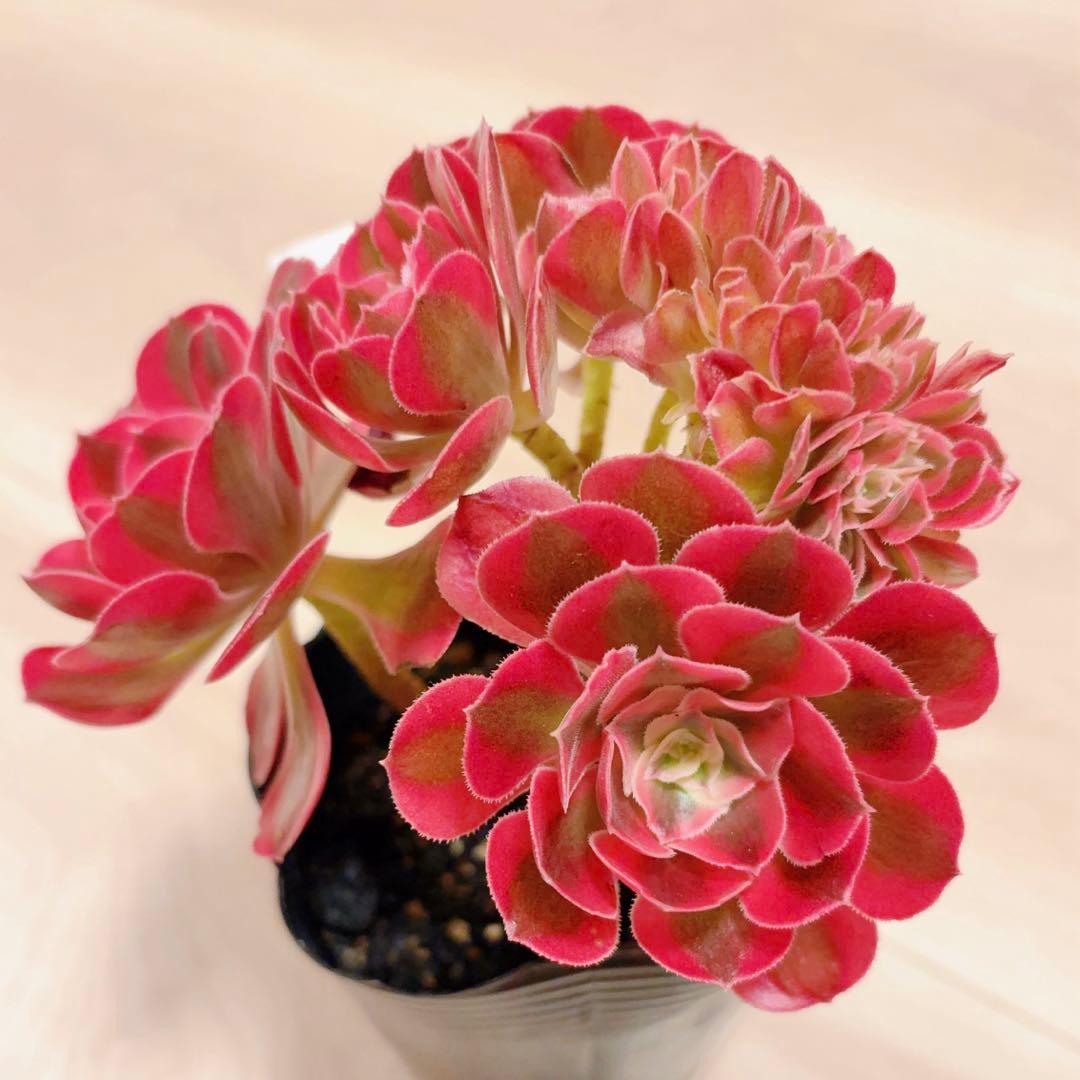 23 #多肉植物アエオニウム錦❤️ピンクウィッチセッカ❤️15cm 拔き苗