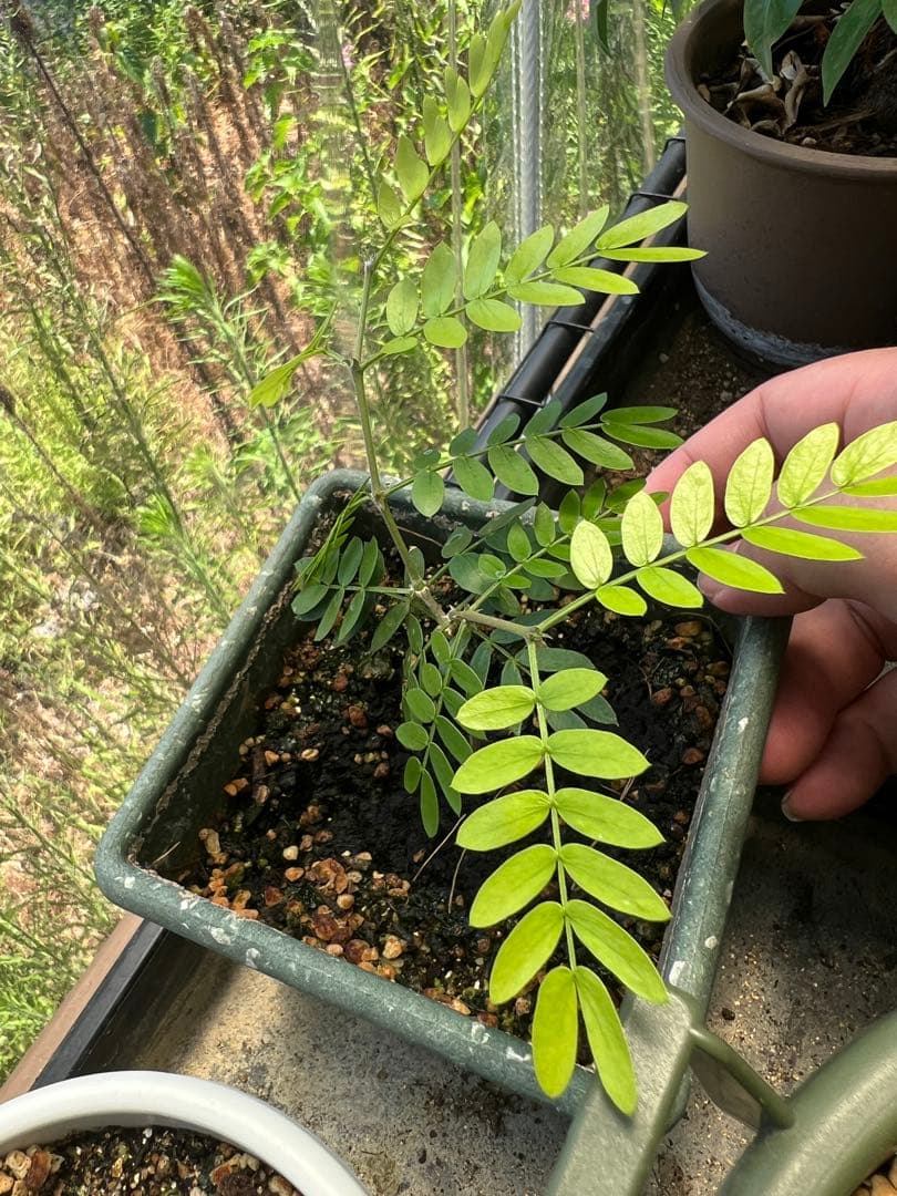 【激レア】リグナムバイタ・癒瘡木の越冬した実生苗2