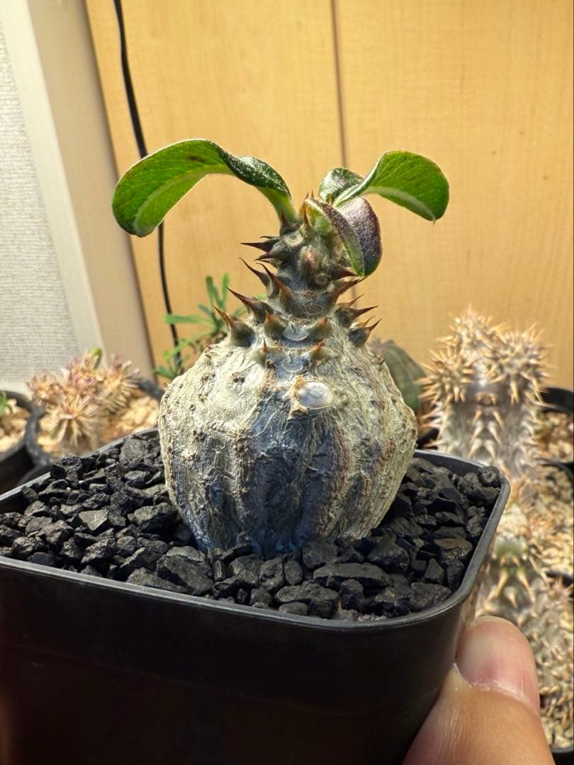 パキポディウム ウィンゾリー 実生 32