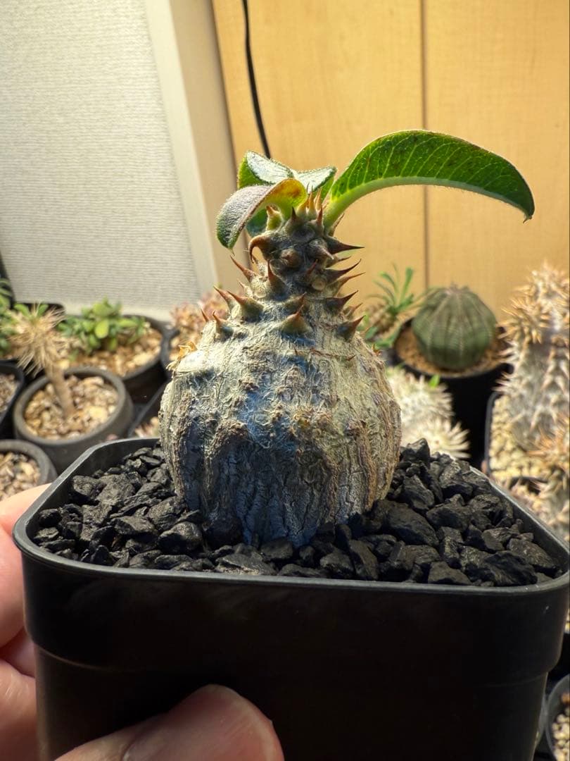 パキポディウム ウィンゾリー 実生 32