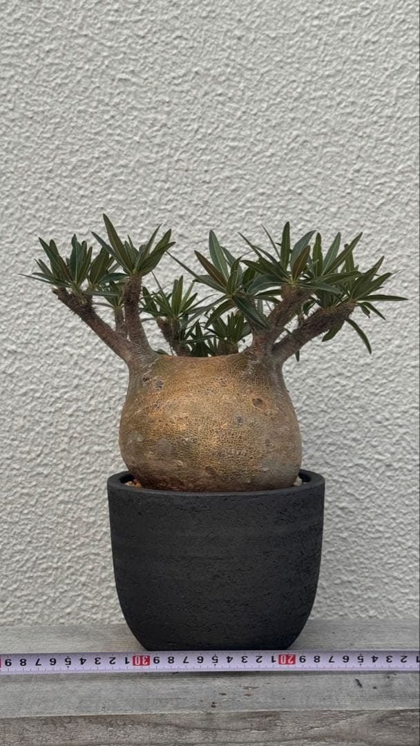 パキポディウム グラキリス　多枝コレクション株　みやび鉢付き