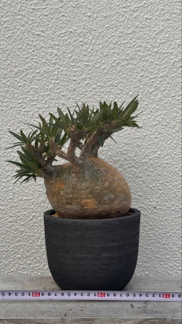 パキポディウム グラキリス　多枝コレクション株　みやび鉢付き