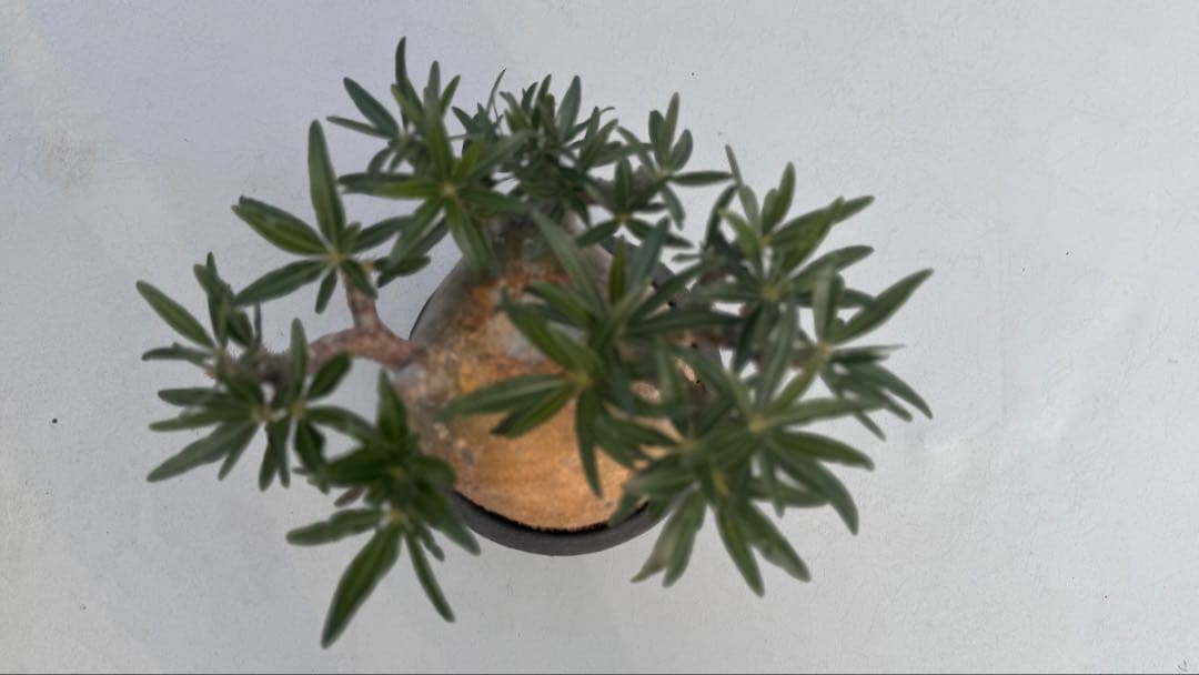 パキポディウム グラキリス　多枝コレクション株　みやび鉢付き