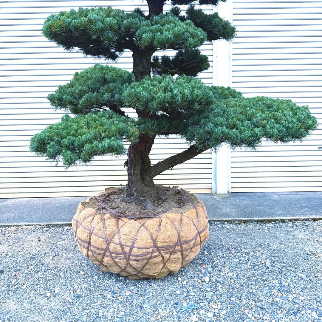 五葉松【特大】 引き取り、又は近畿地方のみ配達可能。 その他地方は要相談。