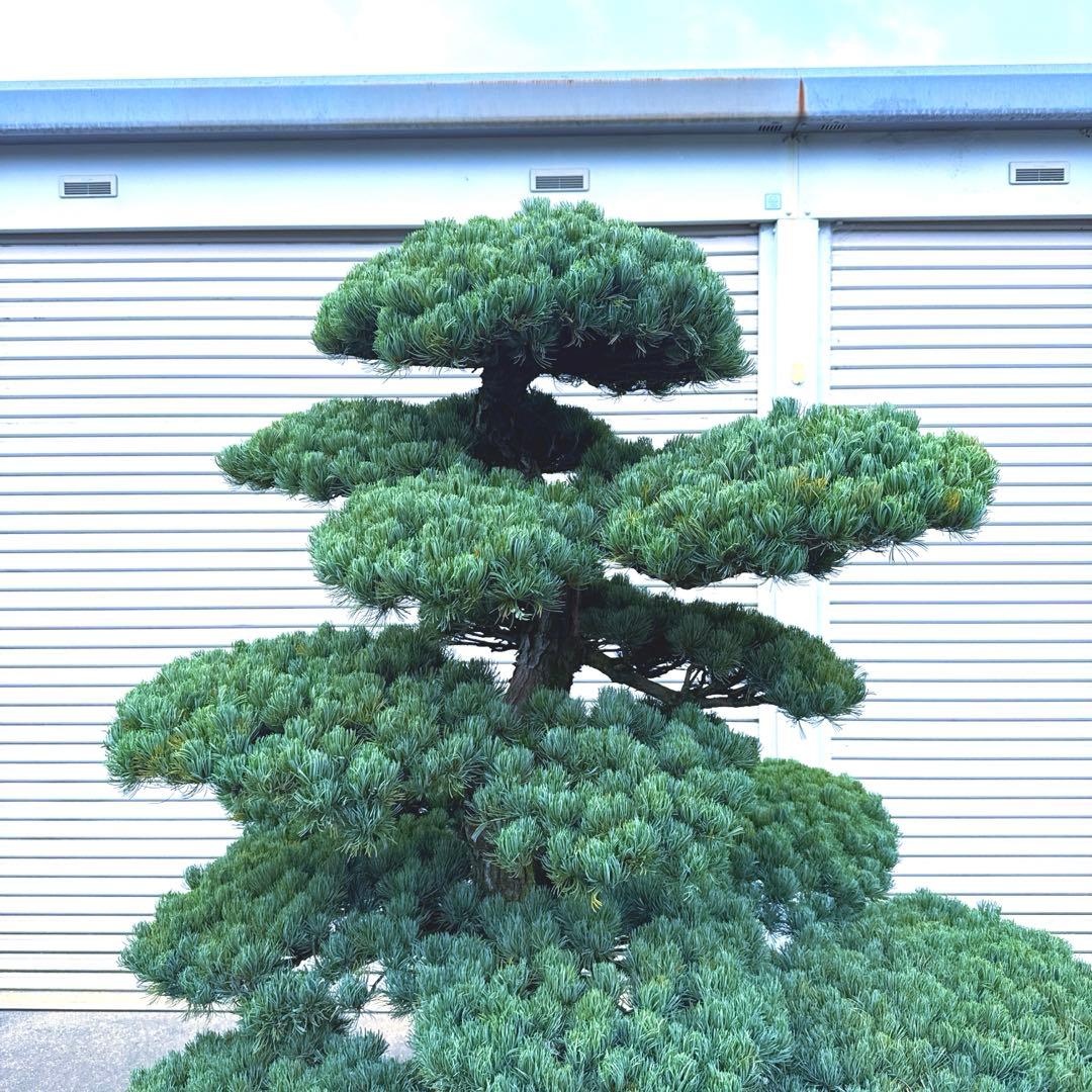五葉松【特大】 引き取り、又は近畿地方のみ配達可能。 その他地方は要相談。