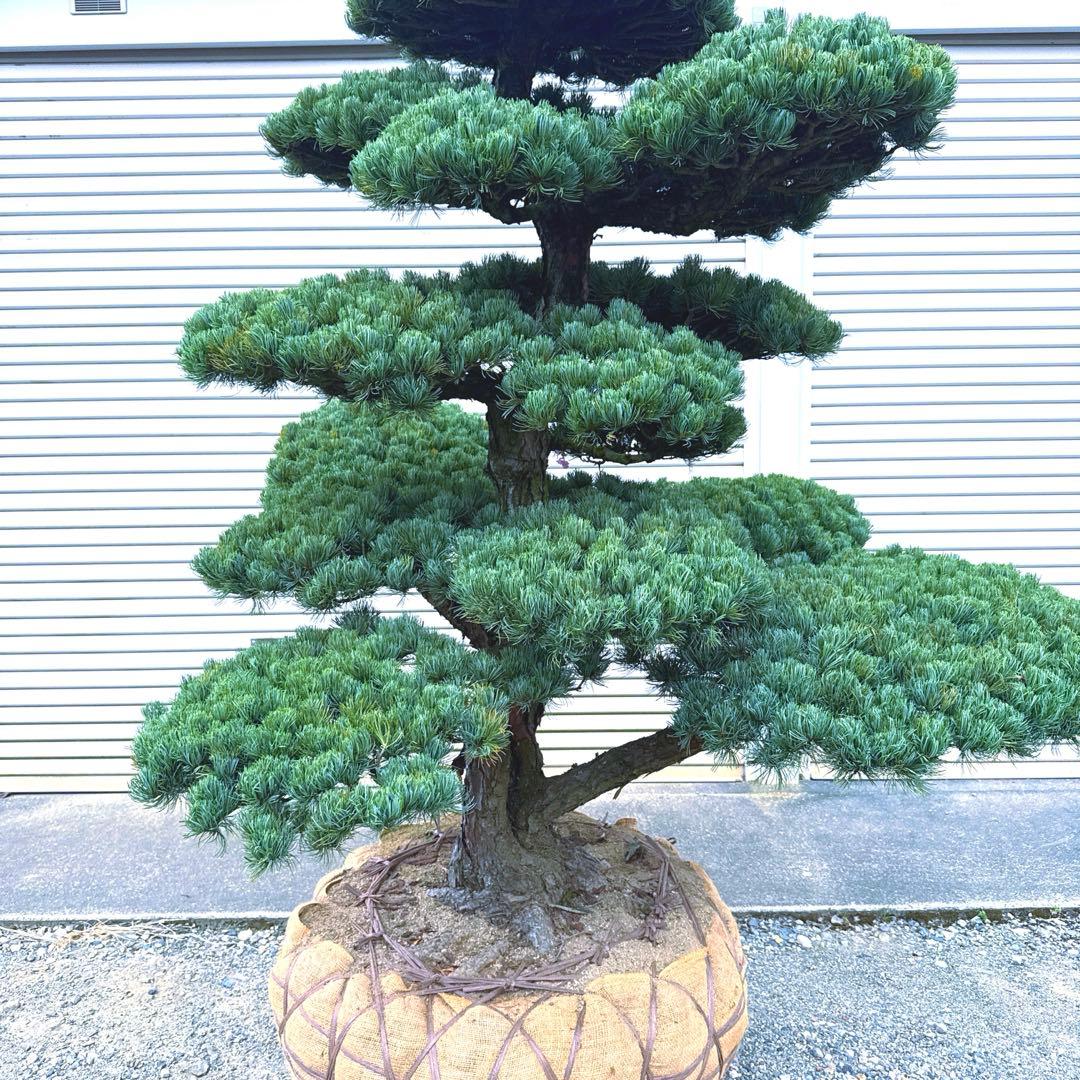 五葉松【特大】 引き取り、又は近畿地方のみ配達可能。 その他地方は要相談。
