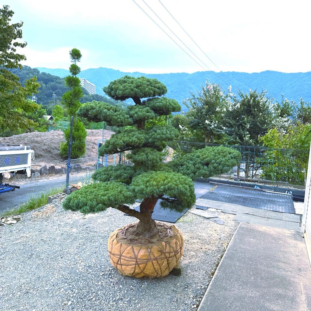 五葉松【特大】 引き取り、又は近畿地方のみ配達可能。 その他地方は要相談。