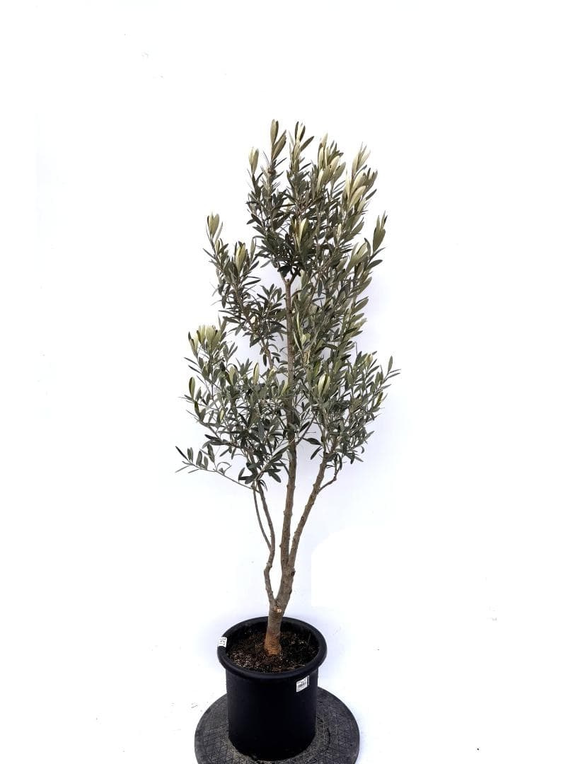 オリーブの木 シプレシーノ 8号 約150cm K-347 人気品種 現品掲載